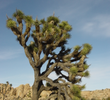 Joshua Tree